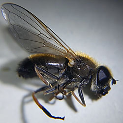 Cheilosia grossa Cheilosia grossa